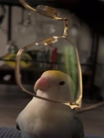 Poster for Valentine's Day video from Prince the Bird & Tamia