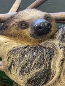 Poster for Gift video from Sloths at Stone Zoo
