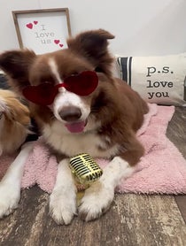 Poster for Valentine's Day video from Willy Good Dog