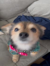 Poster for Pep Talk video from Ziggy the Mann
