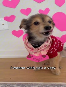 Poster for Valentine's Day video from Ziggy the Mann