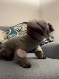 Poster for Pep Talk video from Kimchi the the Shih Tzu