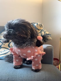 Poster for Valentine's Day video from Kimchi the the Shih Tzu