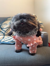 Poster for Valentine's Day video from Kimchi the the Shih Tzu