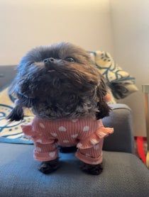 Poster for Valentine's Day video from Kimchi the the Shih Tzu