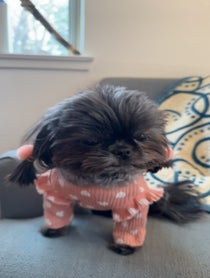 Poster for Valentine's Day video from Kimchi the the Shih Tzu