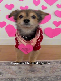 Poster for Valentine's Day video from Ziggy the Mann