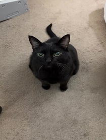 Poster for Valentine's Day video from Manny Halloween Cat