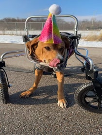 Poster for Birthday video from Wobbly Hannah