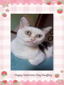 Poster for Valentine's Day video from Buscemi Cat