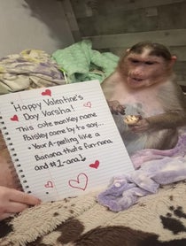 Poster for Gift video from MonkeyPaisley