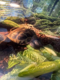 Poster for Intro video video from Hermonie The Hermann Tortoise