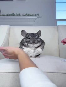Poster for Birthday video from Phil E. Chinchilla