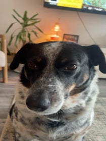 Poster for Birthday video from Millie the Anxious Dog