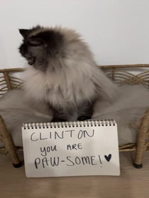 Poster for Other video from Merlin The Mad Ragdoll