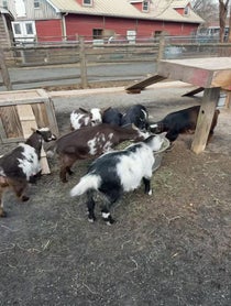 Poster for Pep Talk video from Goats