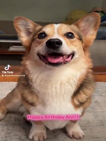 Poster for Birthday video from Pavlov The Corgi