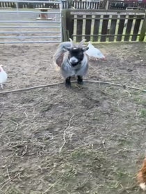 Poster for Birthday video from Willowlane alpacas Gary & Karen goats