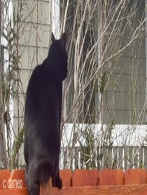 Poster for Intro video video from Lord Vadermort the Black Cat