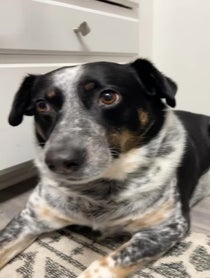 Poster for Birthday video from Millie the Anxious Dog