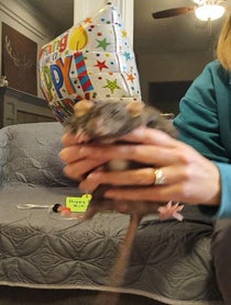 Poster for Birthday video from Petrie the Rat