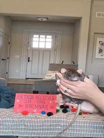 Poster for Pep Talk video from Petrie the Rat