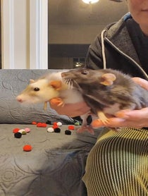 Poster for Other video from Petrie the Rat