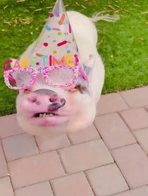 Poster for Birthday video from The Tinsley Herd
