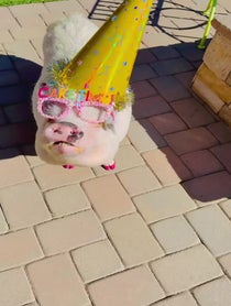 Poster for Birthday video from The Tinsley Herd