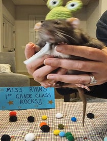 Poster for Pep Talk video from Petrie the Rat