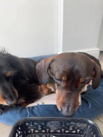 Poster for Other video from Charlie Sausage Dog