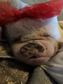 Poster for Birthday video from Abby The Pink Piggy