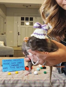 Poster for Other video from Petrie the Rat