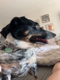Poster for Birthday video from Millie the Anxious Dog