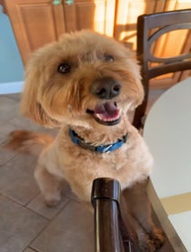 Poster for Pep Talk video from Bentley The Goldendoodle Puppy