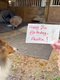 Poster for Birthday video from Pumpkin The Capybara & Trixie The Crow