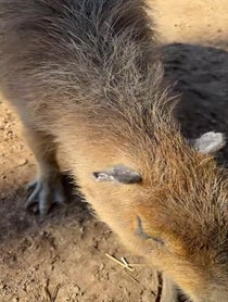 Poster for Pep Talk video from Andy the Capybara