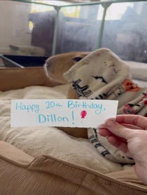 Poster for Birthday video from Pumpkin The Capybara & Trixie The Crow