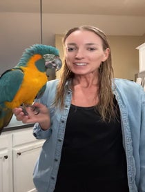 Poster for Birthday video from BirdTricks