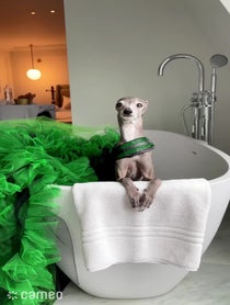 Poster for Intro video video from Tika the Iggy