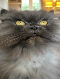Poster for Other video from Bobbie the Persian