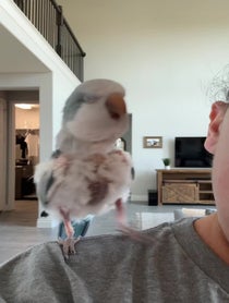 Poster for Pep Talk video from The Green Bird Brigade