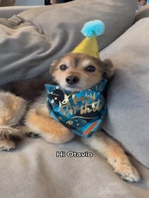 Poster for Birthday video from Ziggy the Mann