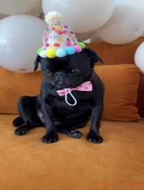 Poster for Birthday video from TheFizzyCola