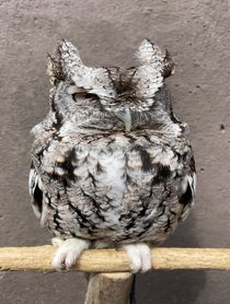Poster for Other video from Owlfredo The Eastern Screech Owl