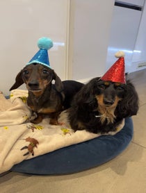 Poster for Birthday video from Charlie Sausage Dog