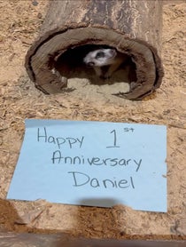 Poster for Other video from Meerkat Family