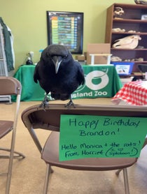 Poster for Birthday video from Harriet the American Crow