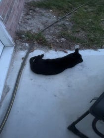 Poster for Other video from Lord Vadermort the Black Cat