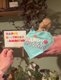 Poster for Birthday video from Cheese and Quackers Ducks